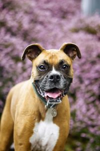 Stock Pet Photography Happy Dogs3